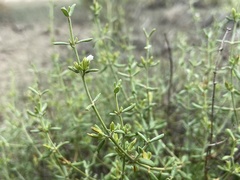 Frankenia johnstonii