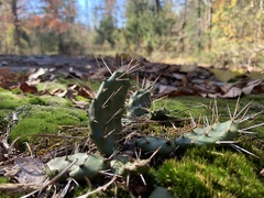 Opuntia mesacantha