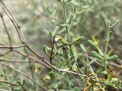 Frankenia johnstonii