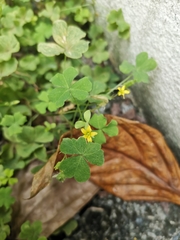 Oxalis