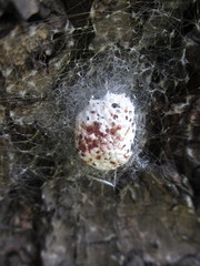 Trichonephila clavata