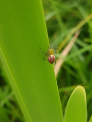 Alpaida variabilis