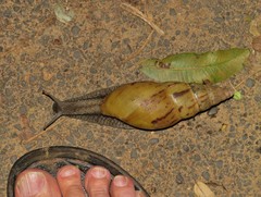 Cochlitoma semidecussata