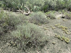 Frankenia johnstonii