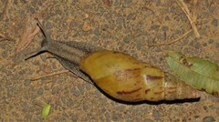 Cochlitoma semidecussata