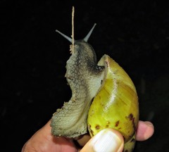 Cochlitoma semidecussata