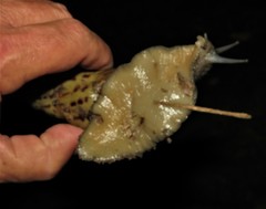 Cochlitoma semidecussata