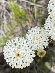 Pimelea drummondii