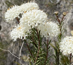 Pimelea drummondii