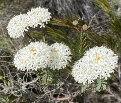 Pimelea drummondii