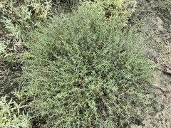 Frankenia johnstonii