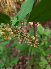 Talisia esculenta
