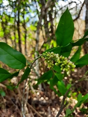Talisia esculenta