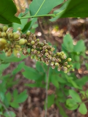 Talisia esculenta