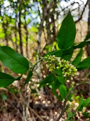 Talisia esculenta