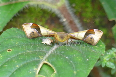 Fascellina chromataria