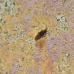 Insecta