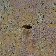 Insecta