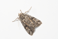 Anaplectoides pressus