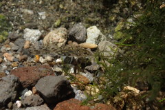 Gobiomorphus cotidianus