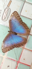 Morpho helenor peleides