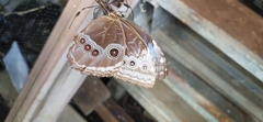 Morpho helenor peleides