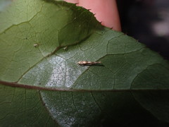 Stathmopoda caminora