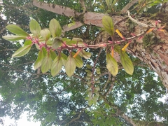 Columnea angustata