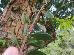 Columnea angustata