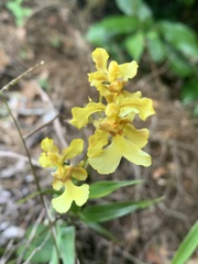 Oncidium sphacelatum