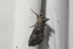 Syngrapha viridisigma