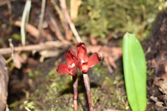 Maxillaria tenuifolia