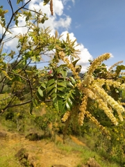 Weinmannia pubescens