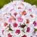 Verticordia plumosa grandiflora - Photo 由 Loxley Fedec 所上傳的 (c) Loxley Fedec，保留部份權利CC BY-NC