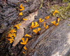 Calocera sinensis