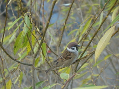 Passer montanus