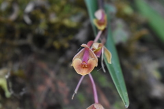 Epidendrum leimebambense