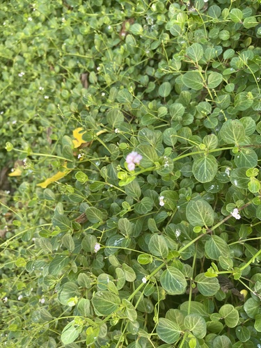 Boerhavia tetrandra observed 2021-11-16