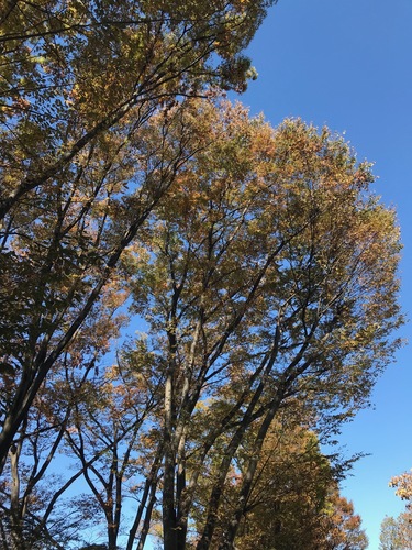 Zelkova serrata, photographed by an iNaturalist contributor
