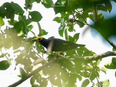 Ampeliceps coronatus