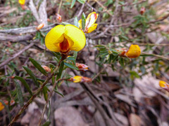 Pultenaea reflexifolia