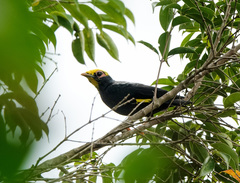 Ampeliceps coronatus