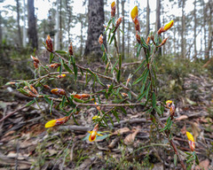 Pultenaea reflexifolia