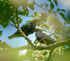 Ampeliceps coronatus