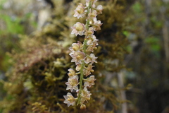 Epidendrum subliberhombicum