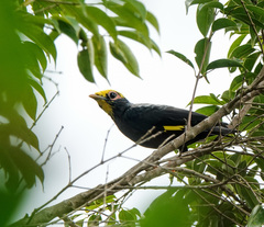Ampeliceps coronatus