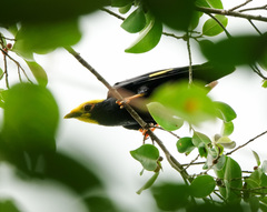 Ampeliceps coronatus