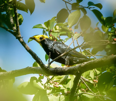 Ampeliceps coronatus