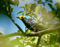 Ampeliceps coronatus