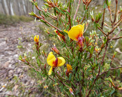 Pultenaea reflexifolia